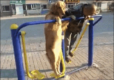 Анимация Собака с хозяином занимается спортом