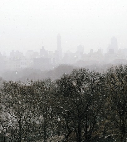 Анимация Снег пролетает над туманным Центральным Парком / Central Park в Нью-Йорке / New York