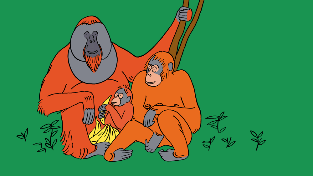 Анимация Семейка орангутангов лакомится бананами, гифка Семейка орангутангов лакомится бананами
