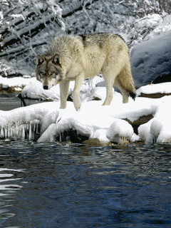 Анимация Волк на заснеженном берегу возле воды, гифка Волк на заснеженном берегу возле воды