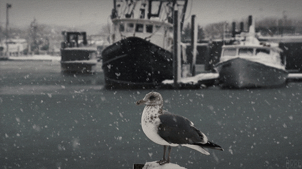 Анимация Чайка под снегопадом, на фоне кораблей, гифка Чайка под снегопадом, на фоне кораблей