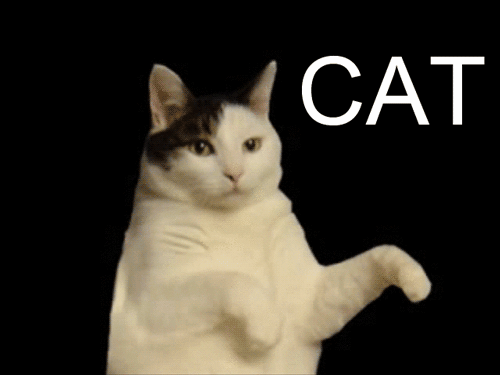 Анимация Танцующий и подмигивающий кот (CAT I’m a kitty cat And I dance dance dance / CAT Я кошка-кошка И танцую танцы танцы), гифка