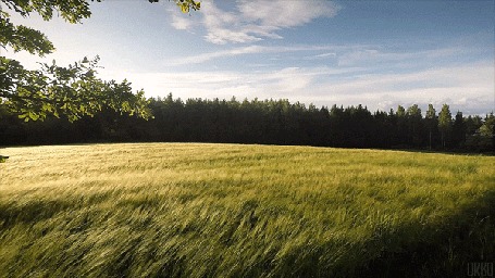 Анимация Колышущаяся трава в поле