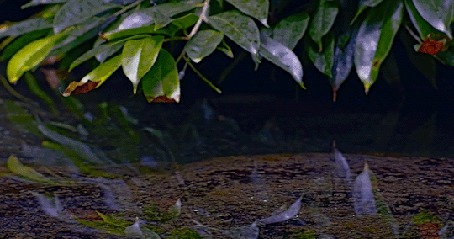 Анимация Листья отражаются в воде