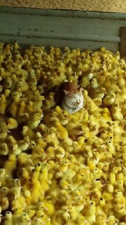 Анимация Кот лежит среди множества утят