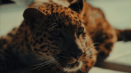Анимация Леопарда гладят рукой