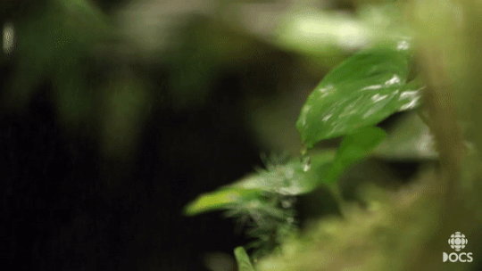 Анимация Мелкий дождь капает на зеленые листья, гифка