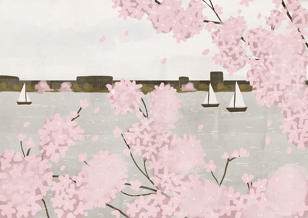 Анимация Цветущая сакура на фоне плывущих по реке кораблей, гифка Цветущая сакура на фоне плывущих по реке кораблей