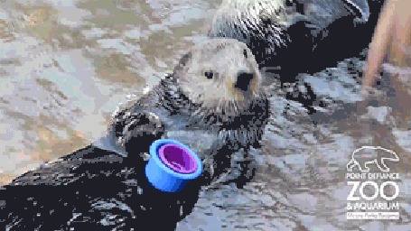 Анимация Выдры играют в воде