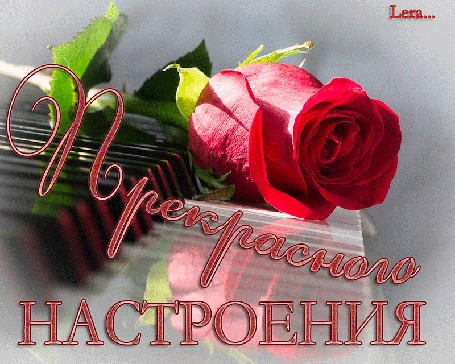 Анимация На бело-черной клавиатуре фортепиано лежит одна красная роза / фраза: Прекрасного Настроения/
