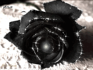 Анимация Черная роза с блестками, by Илья, гифка Черная роза с блестками, by Илья