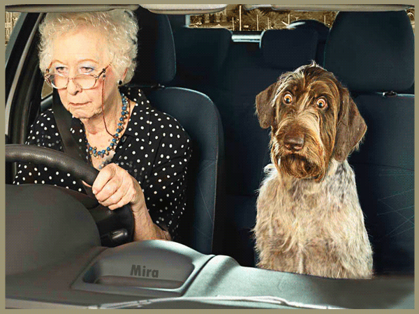 Анимация Пожилая женщина в очках за рулем автомобиля, рядом сидит собака.(Автор Мира), гифка Пожилая женщина в очках за рулем автомобиля, рядом сидит собака.(Автор Мира)