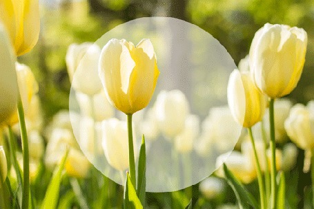 Анимация Желтые тюльпаны и появляющаяся фраза Hello, spring / Привет, весна