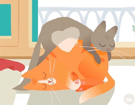 Анимация Серая кошка сипит, лежа на спящем рыжем коте
