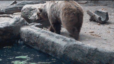 Анимация Медведь спасает упавшую в воду ворону, гифка Медведь спасает упавшую в воду ворону