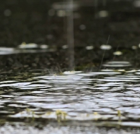 Капли воды на черном фоне