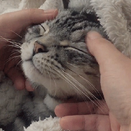 Petting is. Кот на руках. Мурчание человека. Гладит кота гиф. Девушка гладит кошку.