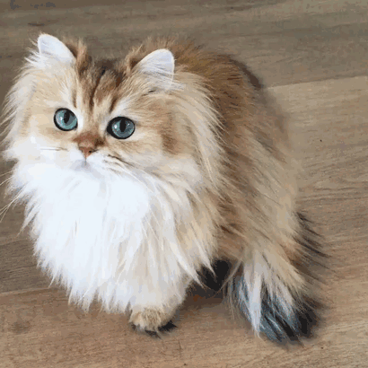 Анимация Самая фотогеничная кошка Смузи, гифка Самая фотогеничная кошка Смузи