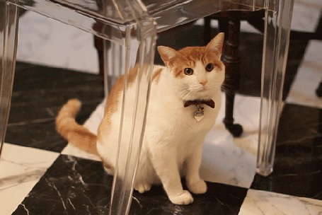 Анимация Кошка сидит под стулом