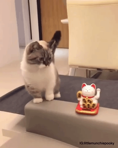 Анимация Кот повторяет движения игрушечного котика, гифка Кот повторяет движения игрушечного котика