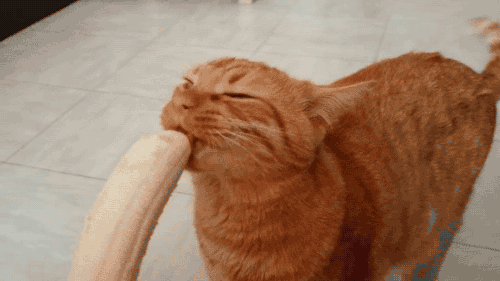 Гиф анимация Рыжий кот ест банан