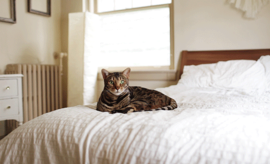 Кот сидит на кровати