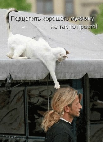 Анимация Кошка, забравшись на крышу павильона, лапой пытается схватить за волосы, проходящего мимо мужчину, но оказывается, что подцепить хорошего мужчину не так то просто, (Подцепить хорошего мужчину не так то просто!), автор A-zarina