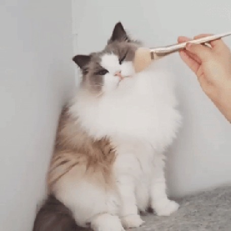 Анимация Кошку гладят кисточкой