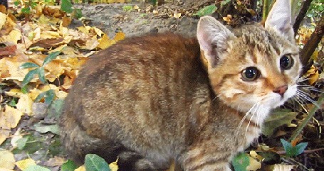 Анимация Котенок сидит в осенней листве