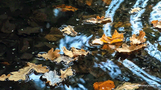 Гиф анимация Осенние листья на воде