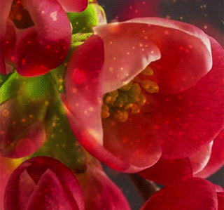 Анимация Распускающиеся розовые тюльпаны, гифка
