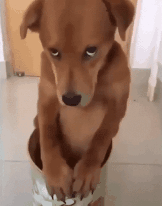Гиф анимация Собака сидит с виноватым выражением лица