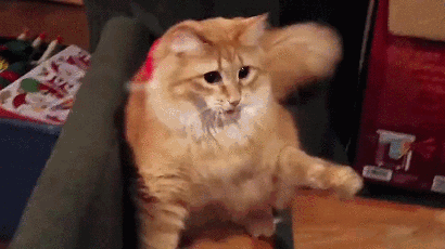 Гиф анимация Кот играет с кисточкой на шапке Санты, которую на него одели
