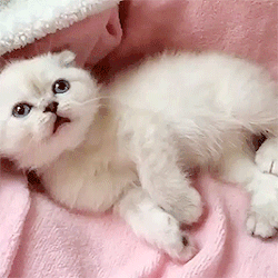 Анимация Милый белый котенок, гифка Милый белый котенок