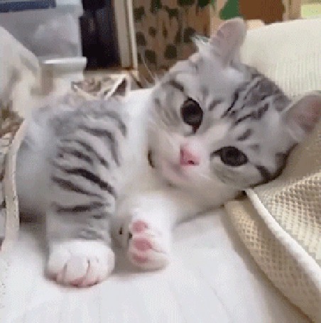 Анимация Серый котенок играет на постели