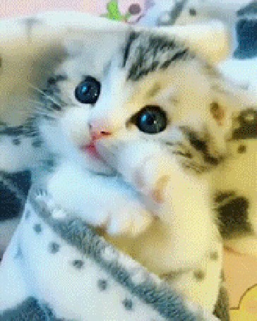 Аанимации Полосатый котенок, завернутый в одеяло