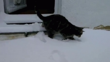 Анимация Черная полосатая кошка играет со снегом