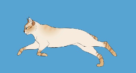 Анимация Бегущая кошка с коротким хвостом на голубом фоне, by DikkeBobby