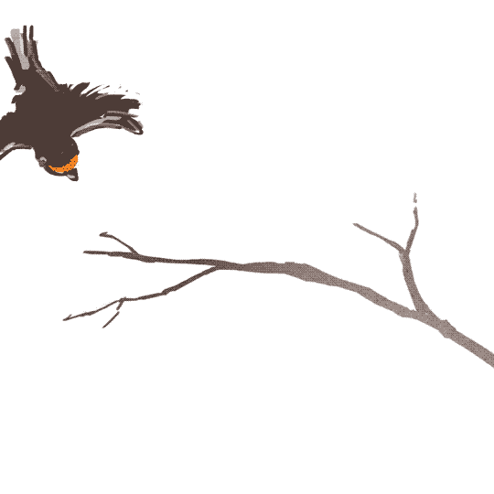 Ветви качаются. Анимации птицы на ветвях деревьев. Птица гифка. Птицы gif. Ветка дерева анимация.