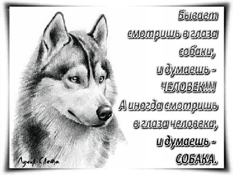 Анимация Собака на белом фоне (Бывает смотришь в глаза собаки, и думаешь — ЧЕЛОВЕК! А иногда смотришь в глаза человека, и думаешь — СОБАКА…), автор Лучик Света