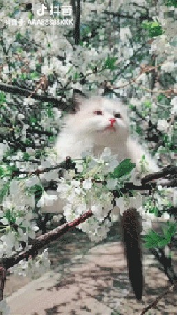 Анимация Котенок на цветущем дереве