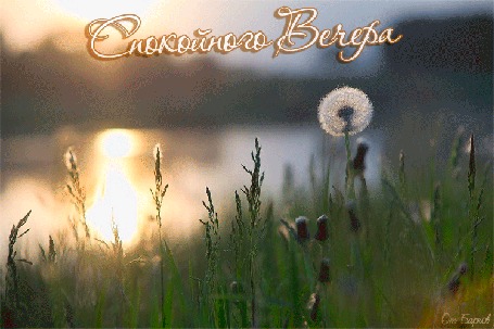 Анимация Бабочки пролетают на фоне вечернего летнего пейзажа с фразой Cпокойного Вечера