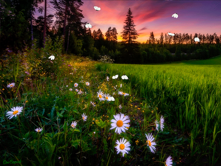 Анимация В летний вечер бабочки летают над ромашками, исходник - фотограф Juuso Oikarinen, гифка