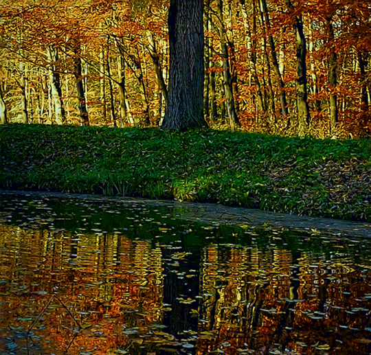 Анимация Осеннее дерево у водоема и отражение его в нем, гифка Осеннее дерево у водоема и отражение его в нем