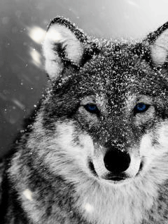 Анимация Волк с синими глазами, гифка Волк с синими глазами