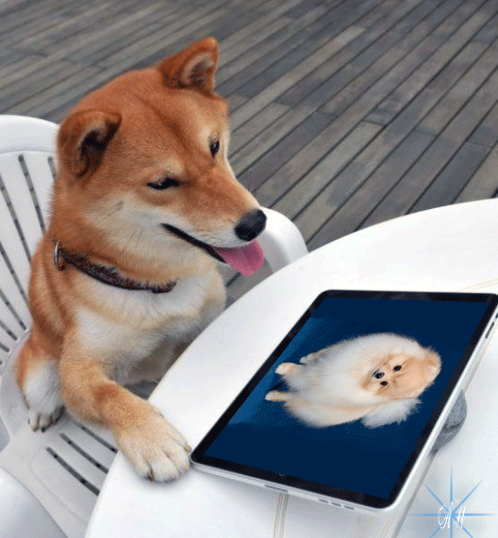 Анимация Собака сидит за столом на стуле и смотрит в планшете на картинку белой собачки, by АИ, гифка Собака сидит за столом на стуле и смотрит в планшете на картинку белой собачки, by АИ