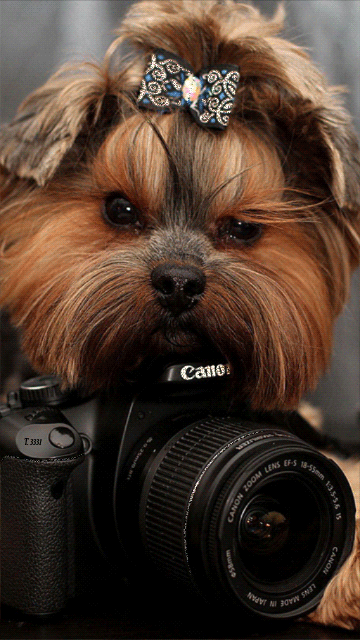 Анимация Собака с бантом на голове с фотоаппаратом, by t3331, гифка