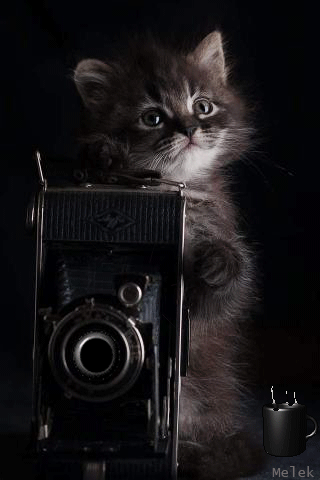 Анимация Серый котенок на фоне фотоаппарата и кружки, by melek, гифка Серый котенок на фоне фотоаппарата и кружки, by melek