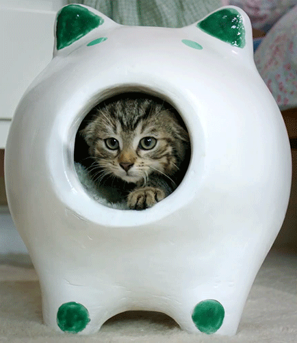 Анимация Серый котенок выглядывает из домика для кошек, гифка Серый котенок выглядывает из домика для кошек
