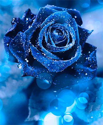 Анимация Голубая роза на фоне боке, гифка Голубая роза на фоне боке